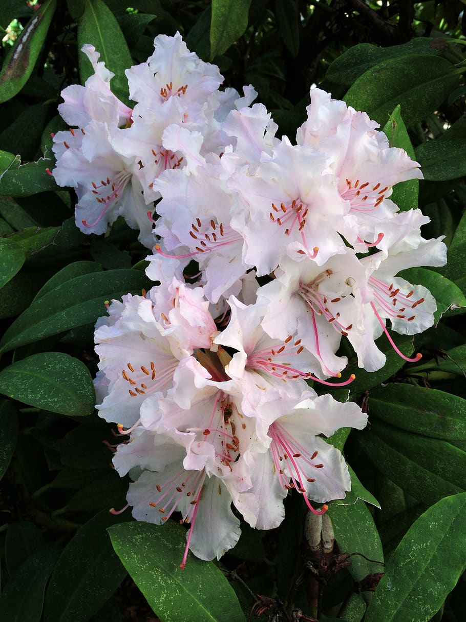rhododendron, flowers, pink, blossom, bloom, spring, floral, flower, beauty in nature, flowering plant