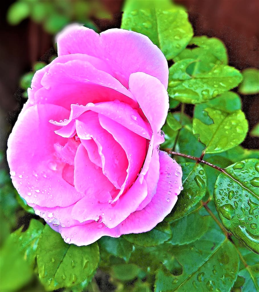 rose, shrub rose, single bloom, light pink, pink, blossomed, raindrop, garden, close, pink color