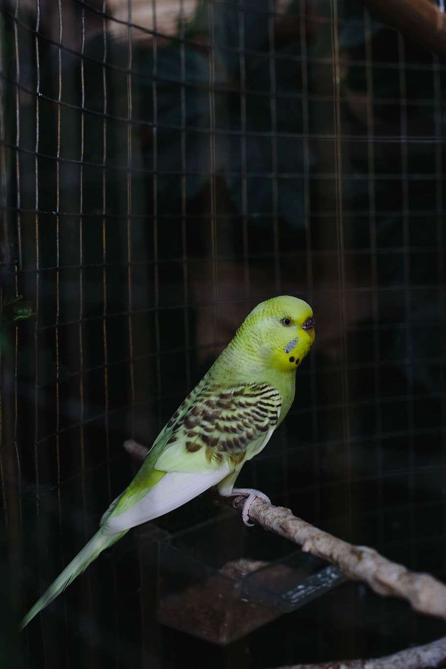 colorful, budgies, cage, Cute, pet, animal, sweet, bird, domestic, parrot