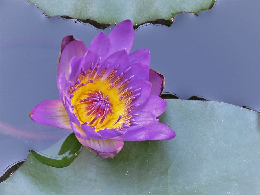 water lilly, blue, yellow, green, water, pond, flower, flowering plant, freshness, petal