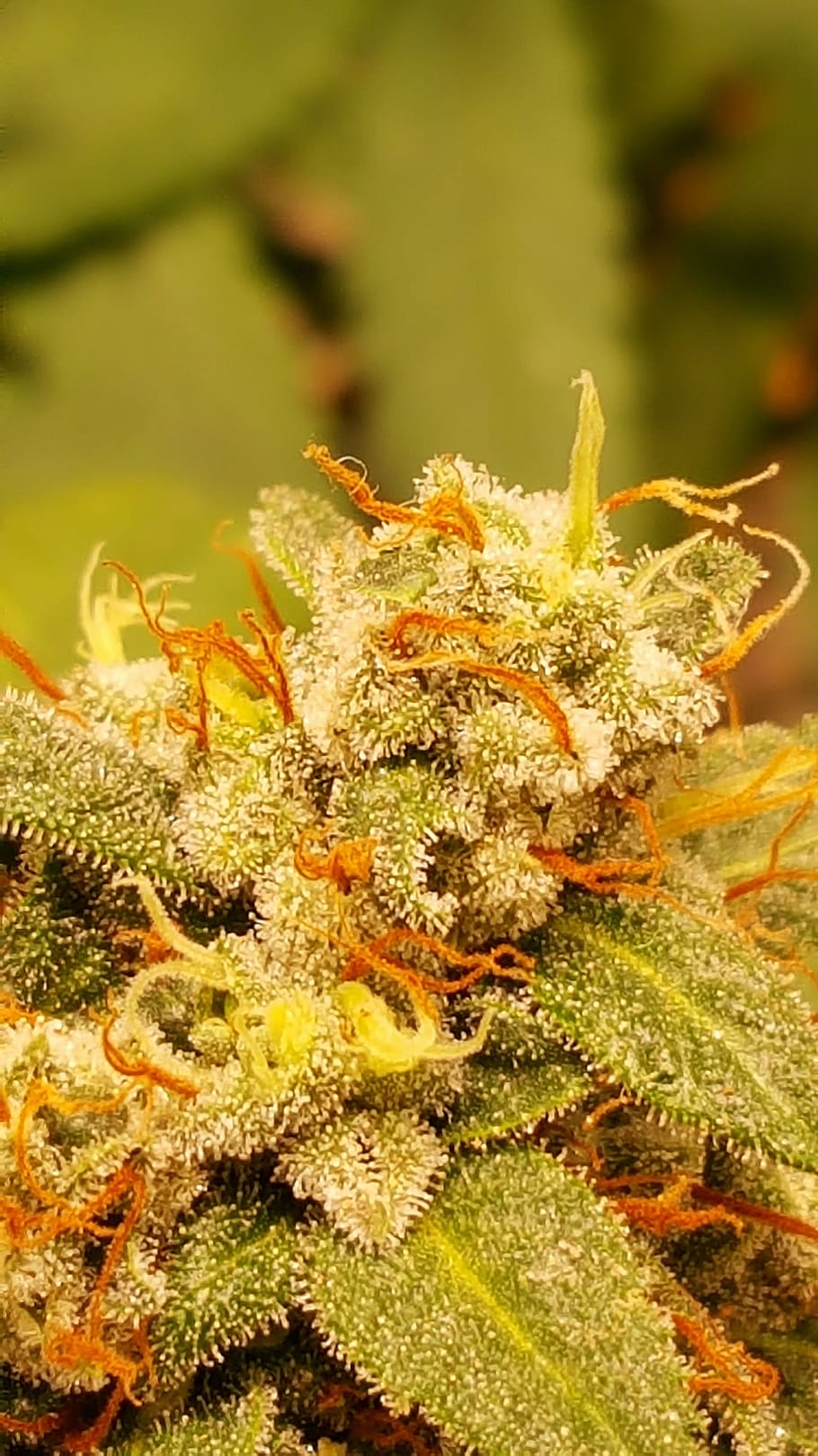 cannabis, cultivo, marihuana, primer plano, planta, crecimiento, naturaleza, color verde, sin personas, invertebrados