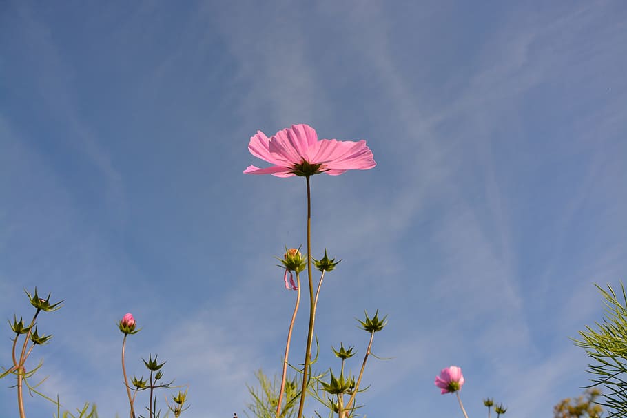 pink flower, long stem, blue sky, corner rustic, nature, bouquet, petals, garden, flowering, flower