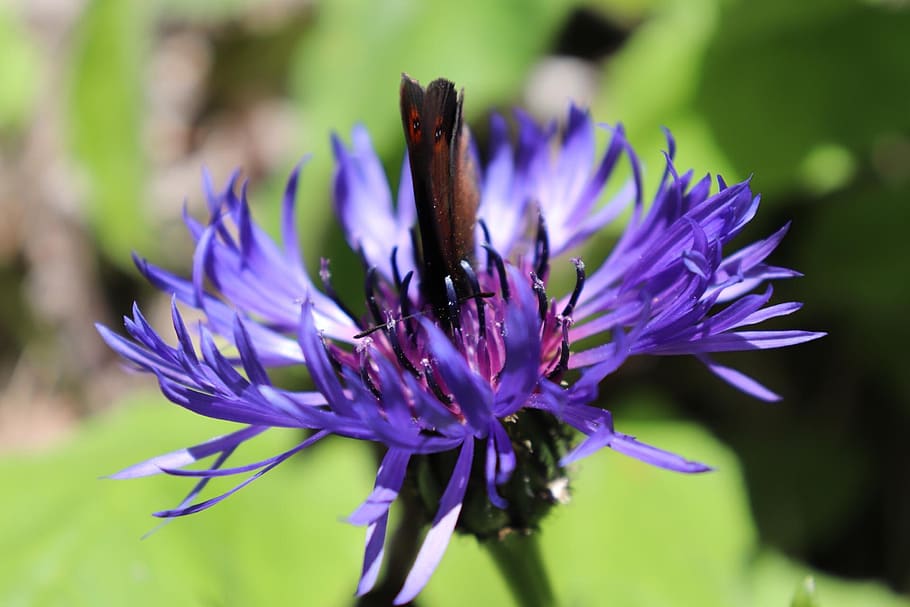 wild, nature, lila flower, butterflie, background, green, blau, details, wildflower, bleuet de montagne
