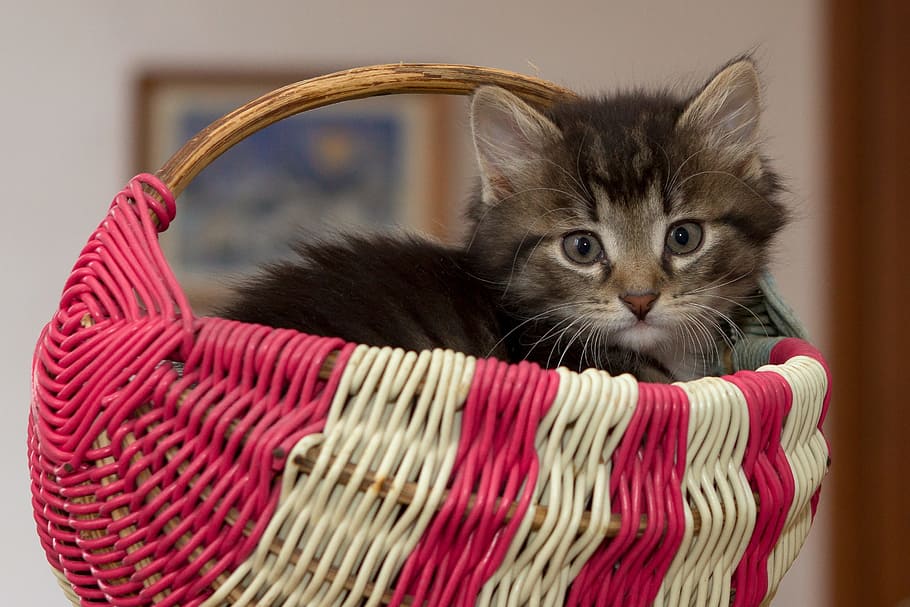 gray, black, cat, inside, pink, white, wicker basket, kitten, little, cute