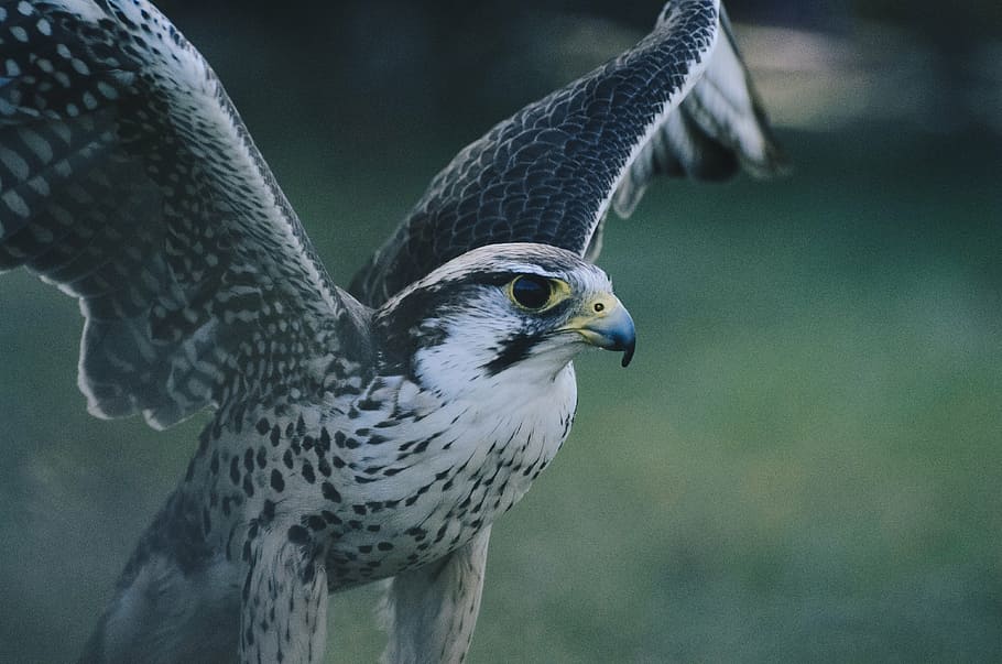 white, grey, eagle, close-up photo, gray, black, falcon, bird, animal, flying