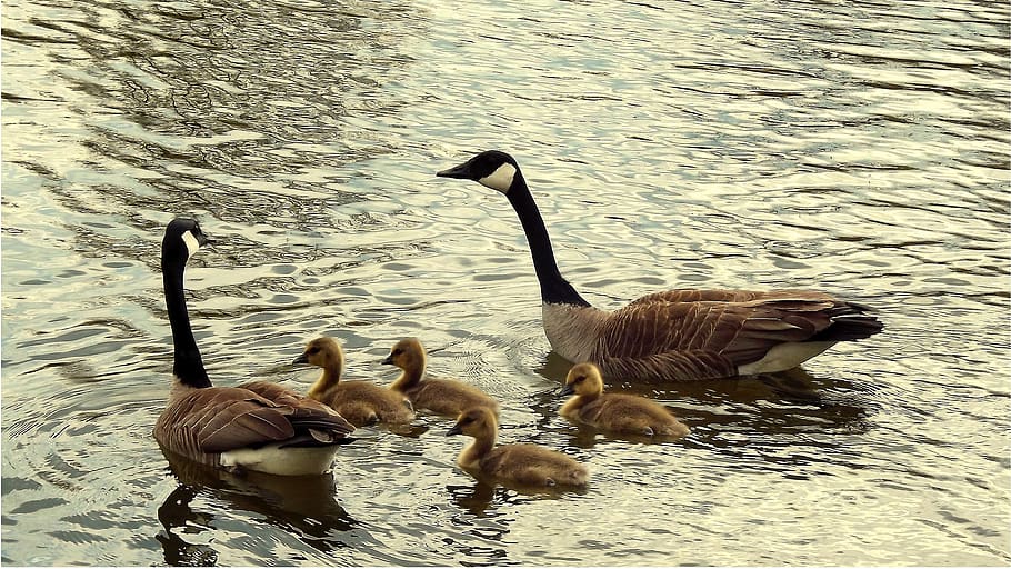 monolithic part of the waters, birds, nature, swimming, goose bernikla, young, family, group of animals, bird, water