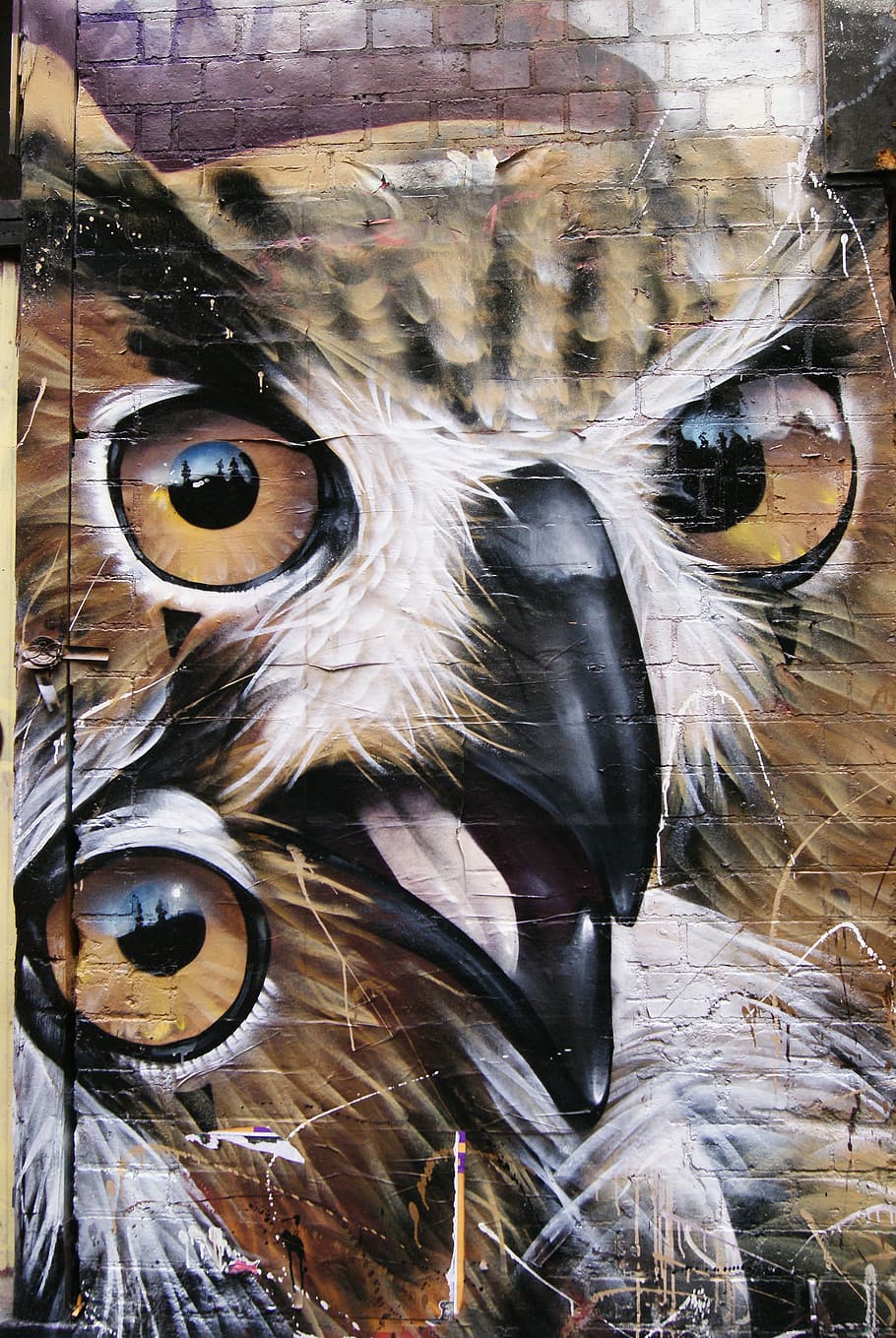 Arte de rua, trabalho artístico, artística, grafite, cidade, criatividade, coruja, construção, criativa, um animal