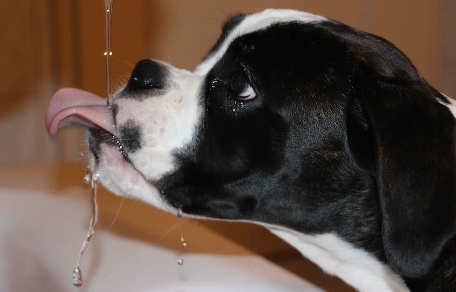 dog, boxer, pet, drink, puppy, water, thirst, cute, domestic, pets