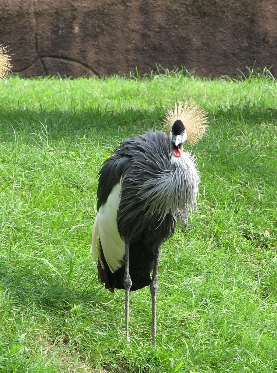 crowned crane, close up, bird, red, white, black, wildlife, nature, africa, outdoors