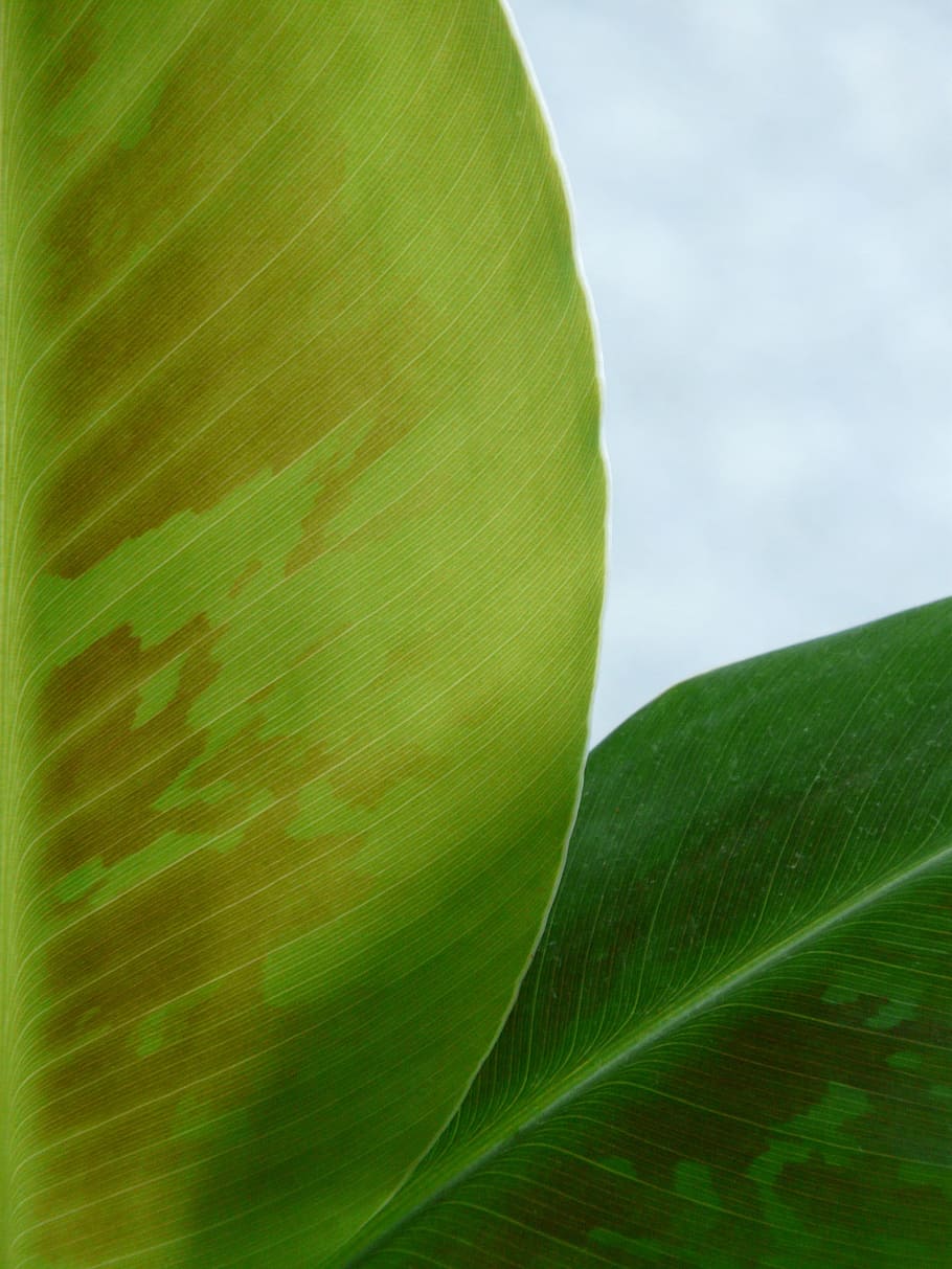 Folha de bananeira, Macro, Fechar, folha, verde, arbusto de bananeira, bananeira, planta, natureza, close-up