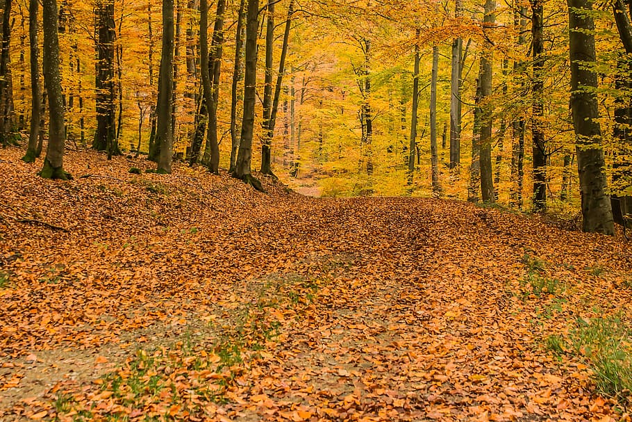 dries, leaves, road, trees, deciduous forest, beech wood, forest, deciduous trees, autumn, colorful
