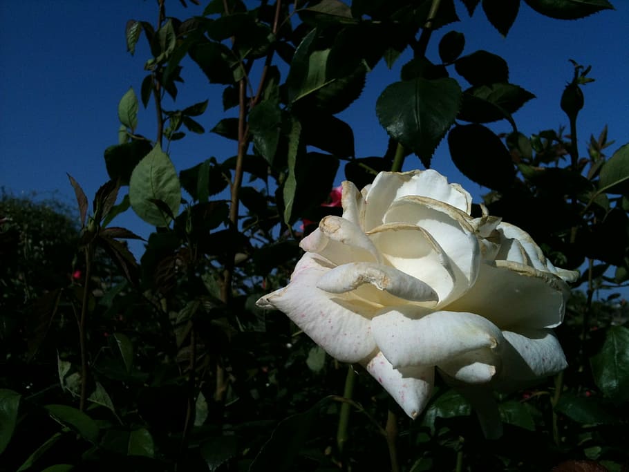 white, roses, flowers, blossoms, blooms, blooming, flowering, plants, green, leaves