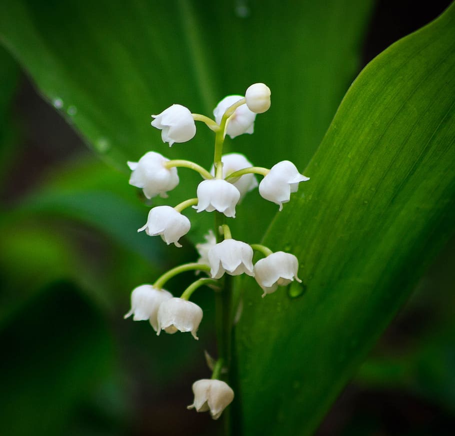 close, white, lily, valley, bloom, lily of the valley, flower, spring, nature, plant