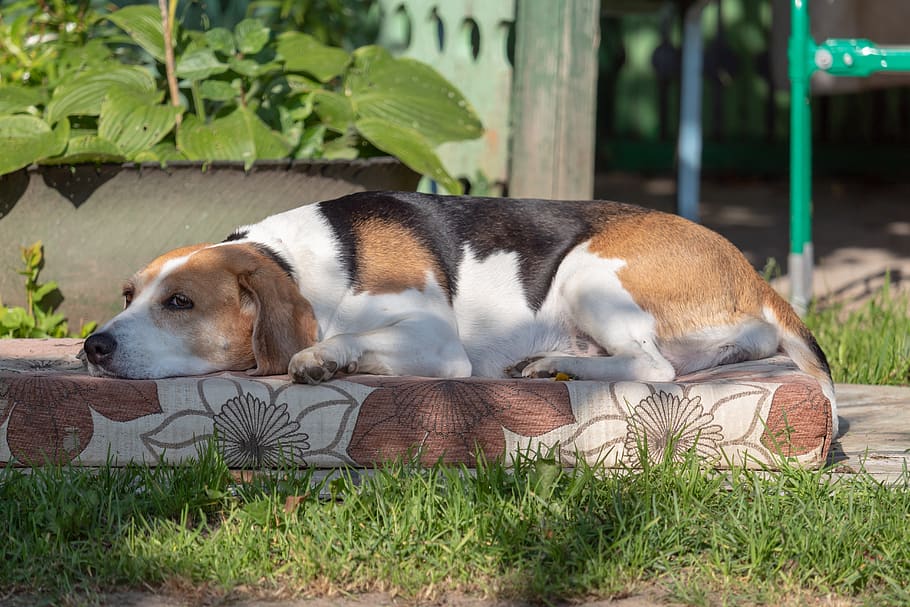 estonian hound, dog, lies, animal, vacation, animal themes, mammal, domestic animals, domestic, pets