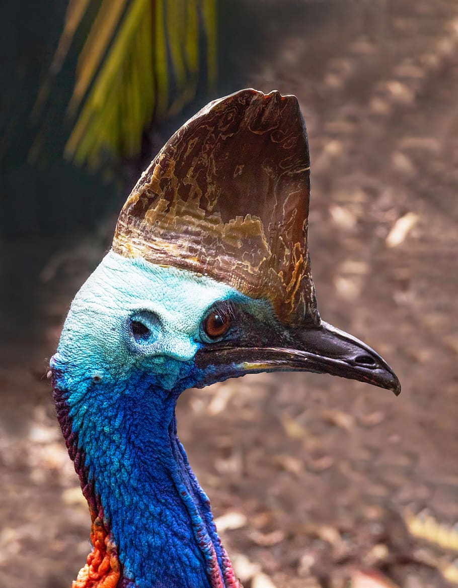 cassowary, birds, wildlife, australia, nature, beak, wild, blue, neck, head