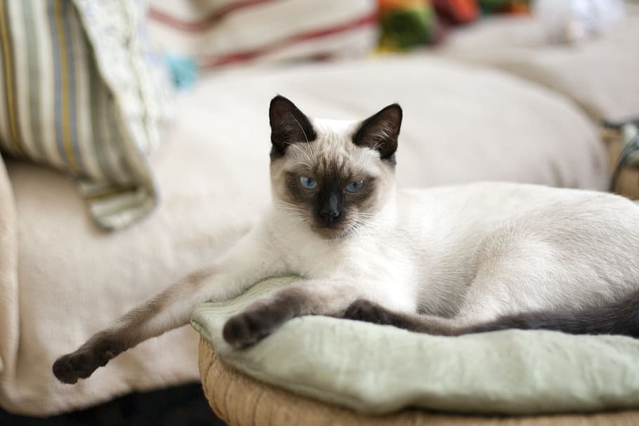 white, black, siamese cat, bed, cat, thai cat, blue eyes, view, pet, pets