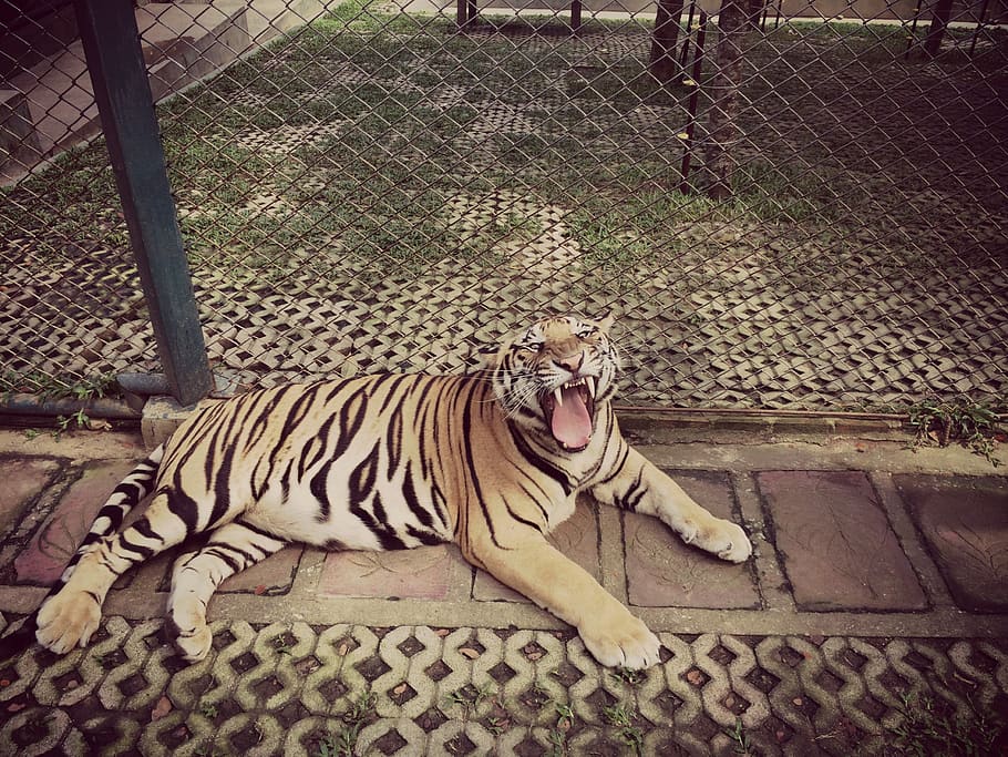 tigre, rugido, animal, zoológico, gaiola, mamífero, temas de animais, felino, gato grande, gato