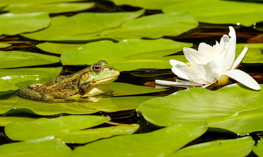 rana, vaina de lirio, blanco, flor de nenúfar, durante el día, rana verde, planta verde, foto, rana de agua, estanque de ranas