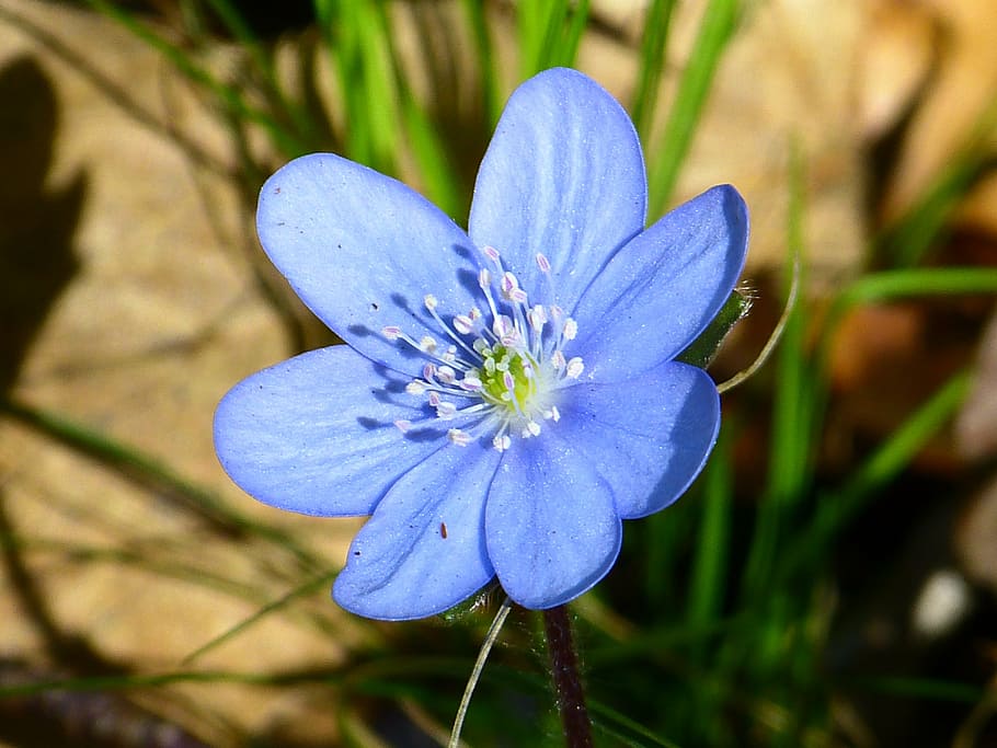 closeup, fotografi, biru, mekar bunga hepatica, siang hari, hepatica, bunga, mekar, violet, ungu