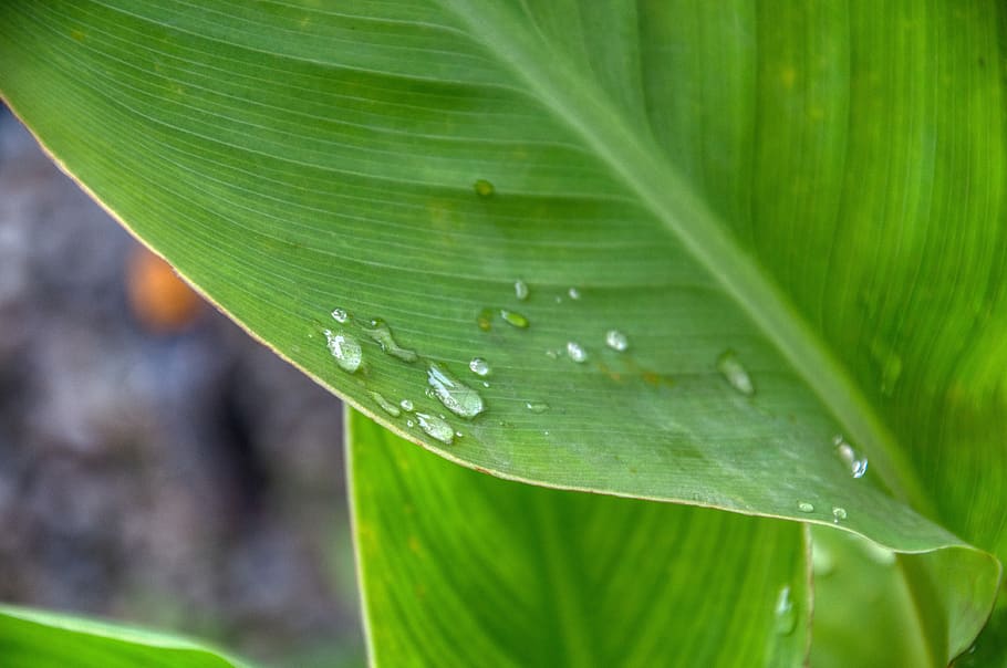 leaf, plant, wet, drip, green, plant part, green color, drop, water, beauty in nature