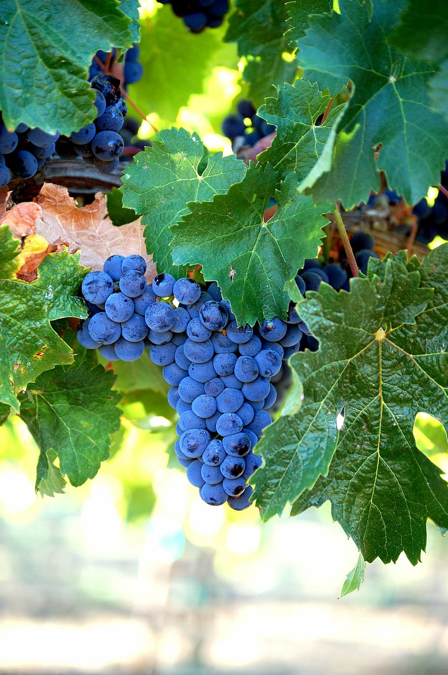 anggur biru, merlot, anggur, buah, panen, cluster, grapevine, kebun anggur, daun, ikat