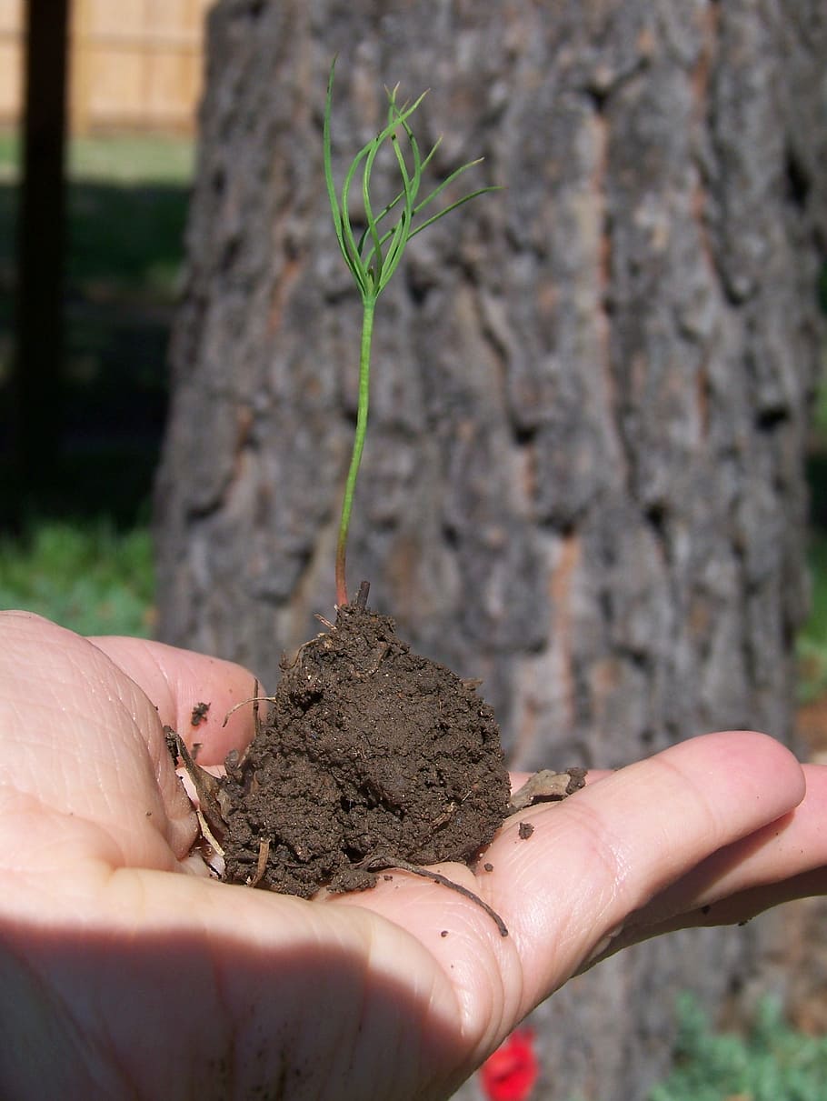 Sprout, New Life, Tree, Seedling, Nature, human hand, human body part, gardening, plant, planting