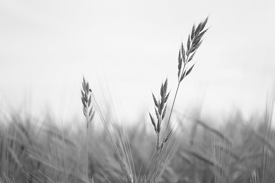 wheat, black, white, cereal plant, crop, agriculture, plant, growth, rural scene, landscape
