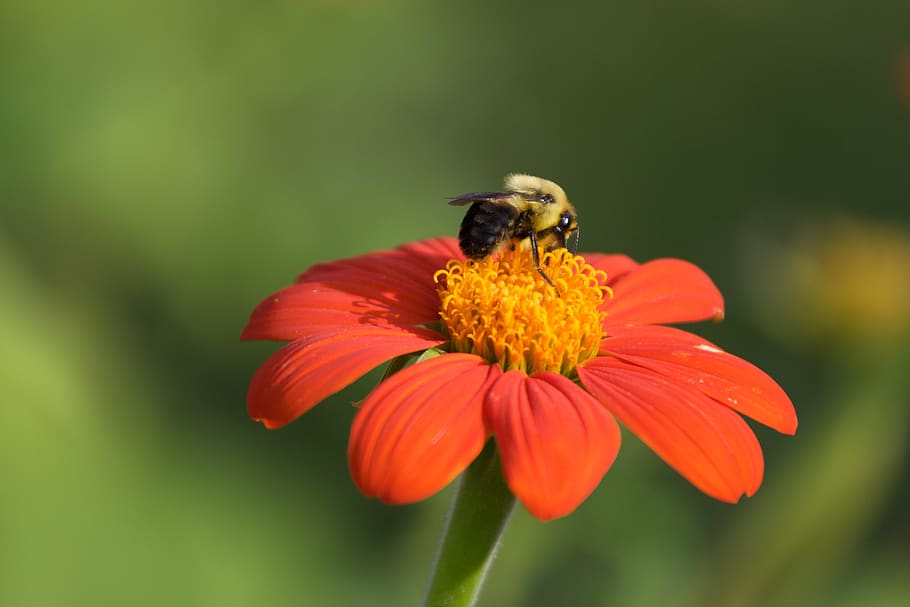 bee, spring, flower, pollen, nature, outdoors, organic, natural, garden, fresh