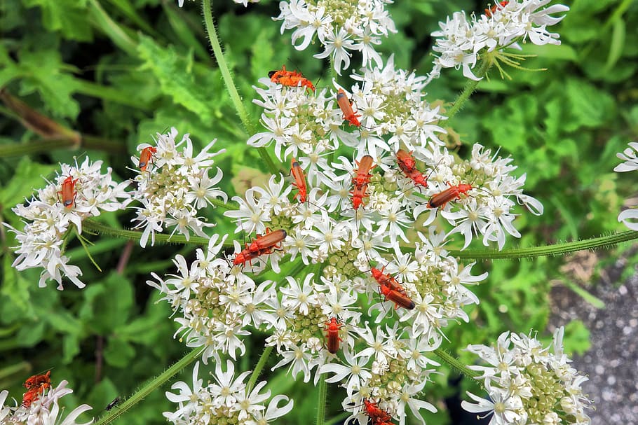 insect, beetle, red soldier beetle, mating, mating beetles, summer, flower, flowering plant, plant, beauty in nature