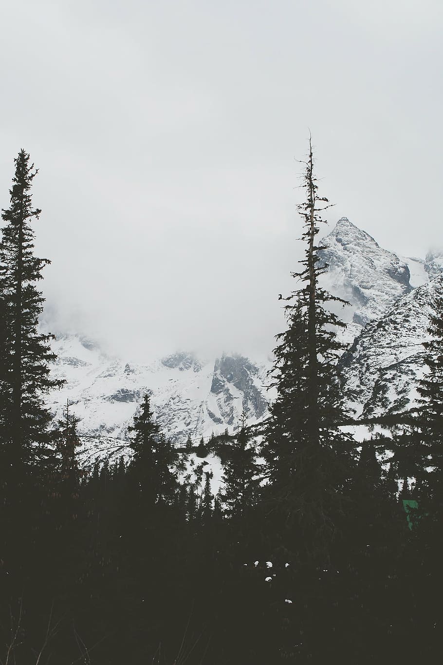 snow, cover, mountain, green, trees, photograph, forest, snowy, mountains, grey