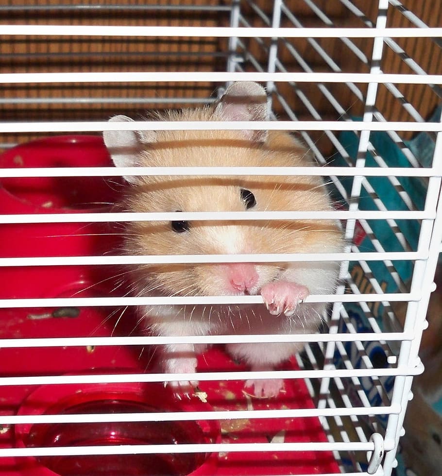 hamster di dalam kandang, Hamster, Dikurung, Hewan Peliharaan, Hewan Pengerat, Tikus, hewan, kandang, imut, mamalia