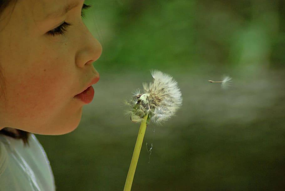toddler, blowing, dandelion flower, dandelion, egret dandelion, nature, vow, child, flower, one person