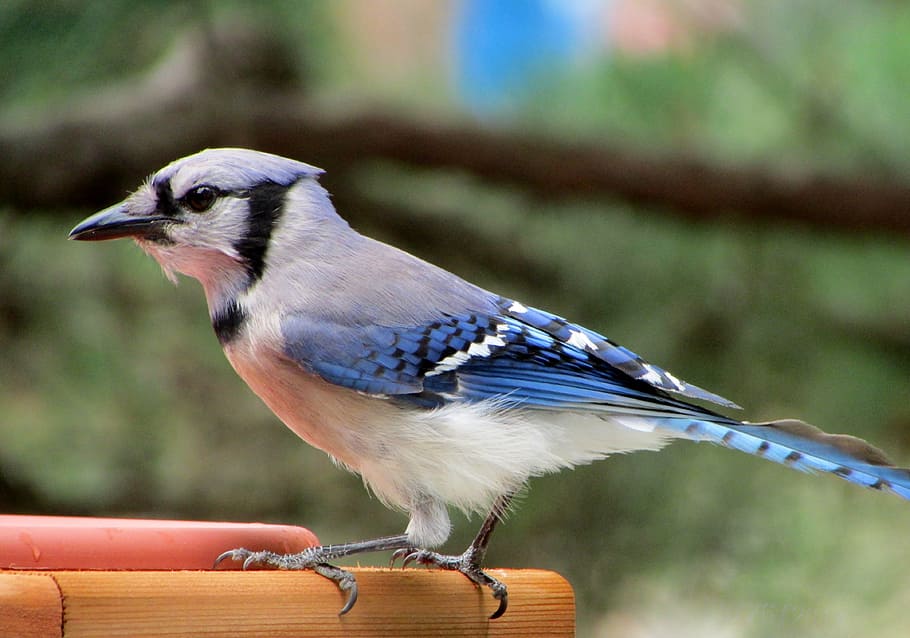 blanco, azul, jay bird, fotografía de enfoque, blue-jay, pájaro cantor, observación de aves, pájaro, encaramado, plumas
