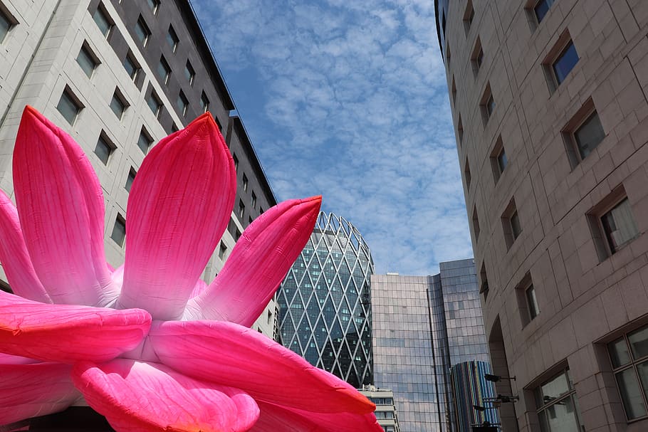modern architecture, design, urban design, flower inflatable, pink lotus, mobile, design animated, contemporary, structure, window