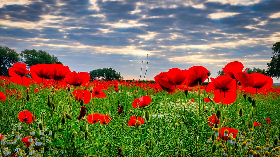 poppies, field, yorkshire, sun rays, summer, god rays, remembrance day, tranquillity, summer field, red