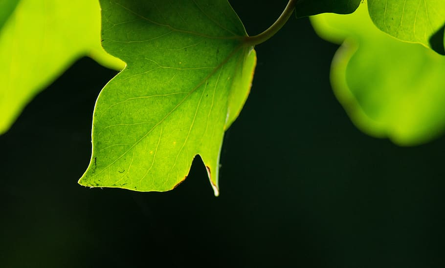 leaf, green, background, ranke, entwine, plant, leaves, green leaf, branch, aerial roots