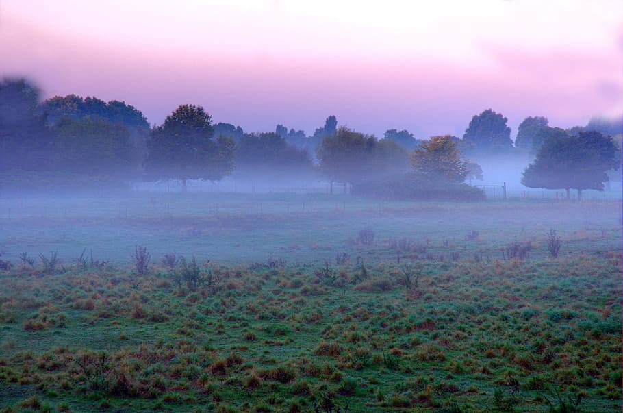 árboles, niebla, cartel, la mayoría, temprano, mañana, cielo, naturaleza, estado de ánimo, morgenstimmung