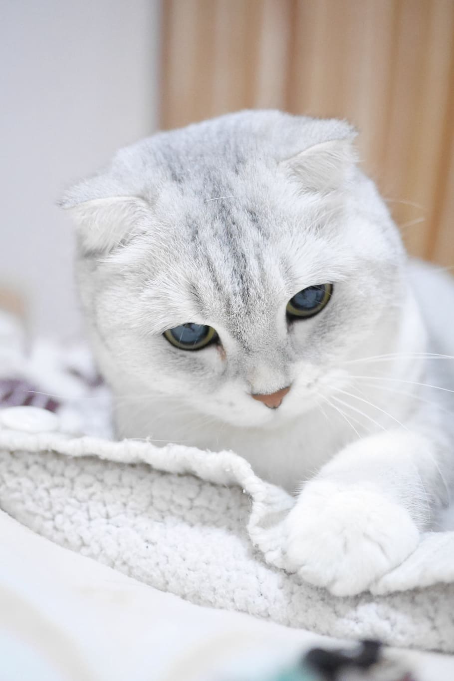 closeup, short-fur, white, kitten, textile, inside, painted, wall room, Scottish Fold, Cats