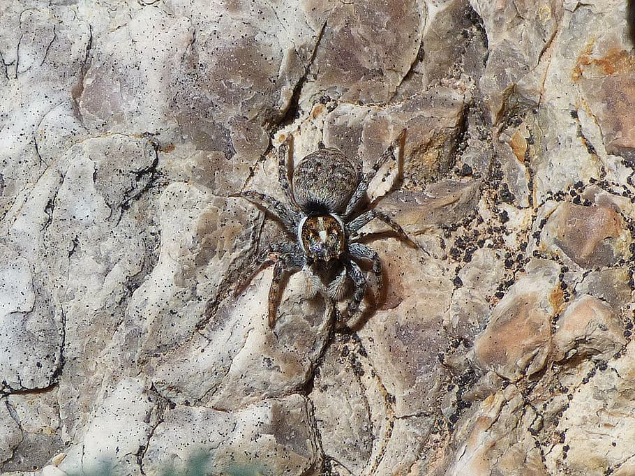 saltícido, spider leaper, spider bouncing, rock, cazamoscas, animal, nature, insect, brown, solid