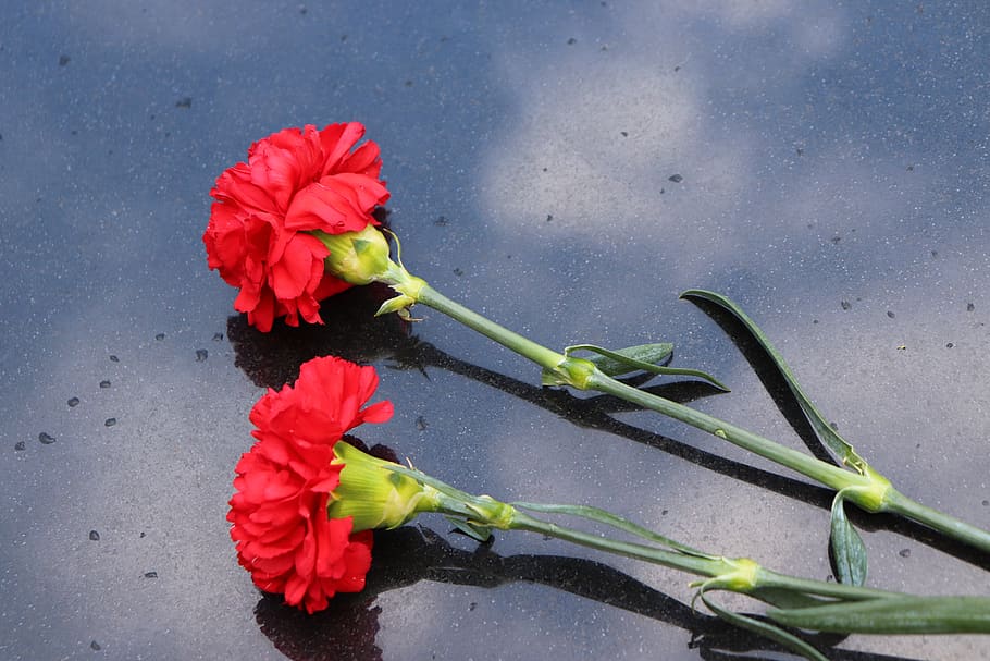 two red carnations, black marble, sky and clouds reflection, rain drops, symbol, decoration, cemetery, outdoor, plant, flower