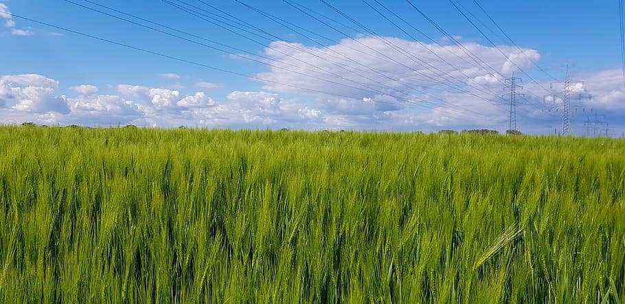 wheat field, plant, spring, growth, green, niederrhein, power line, clouds, climate, nature