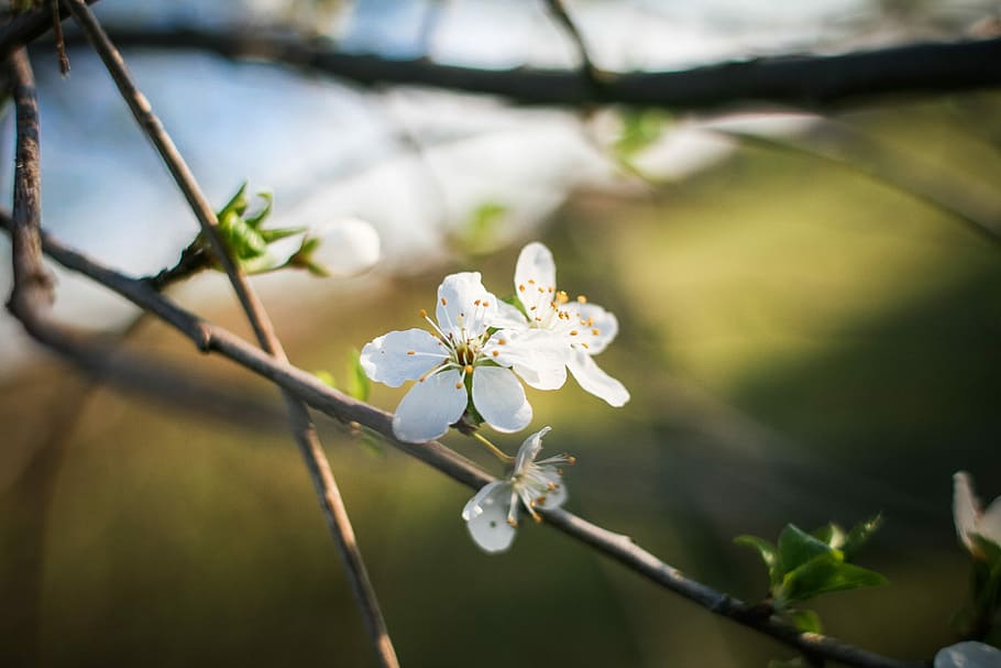 first spring blooms, First, Spring, Blooms, nature, springtime, branch, tree, plant, flower
