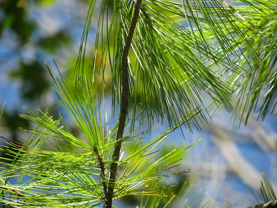 pine tree leaves, fig, leaves, close, green, tree, pines, needles, palm tree, green color