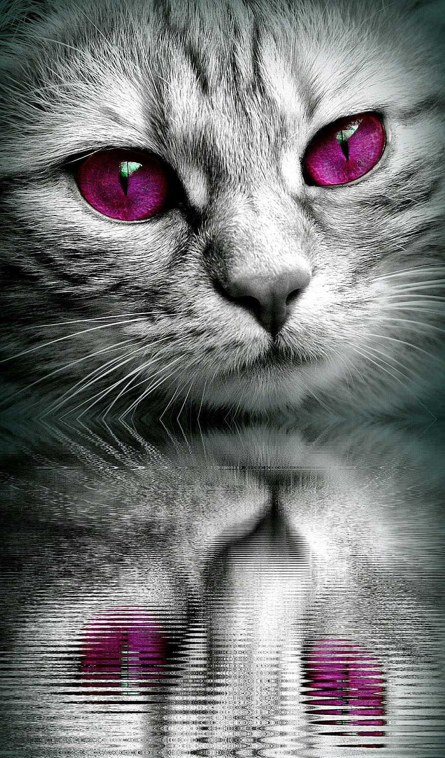 gray, cat, purple, eyes mirror image, face, mirroring, water, tiger, close, eyes