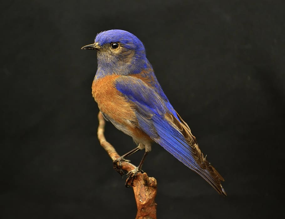 azul, marrón, pájaro, tronco de árbol, occidental, bluebird, naranja, encaramado, en pie, ramita