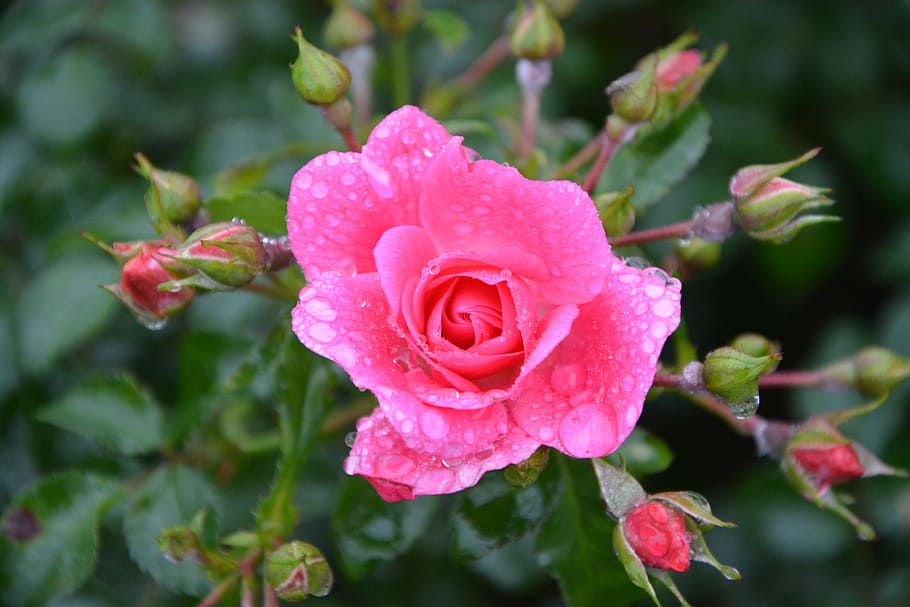 merah muda, kuntum mawar, warna merah muda, bunga, duri tajam, bunga merah muda, komposisi bunga, tanaman berbunga, mawar, tanaman