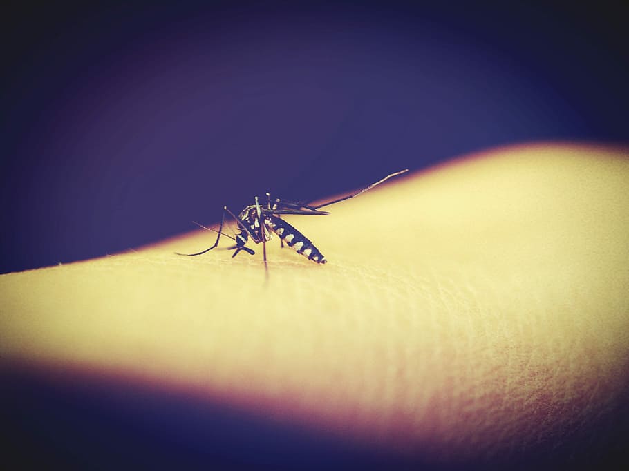 mosquito en la piel, mosquito, malaria, picadura, insecto, sangre, dolor, humano, enfermedad, tropical