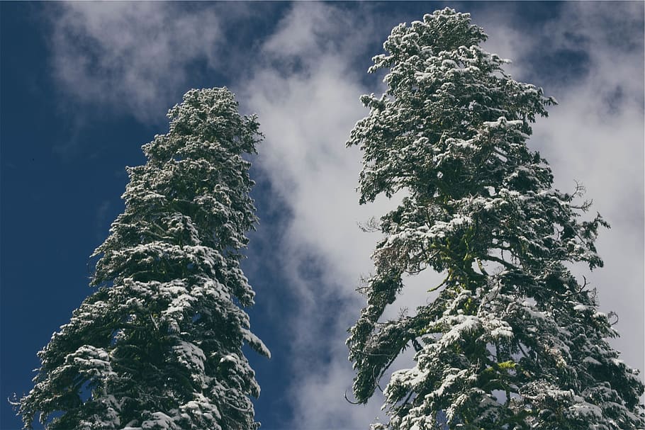 trees, snow, blue, sky, clouds, low angle view, tree, plant, cloud - sky, beauty in nature