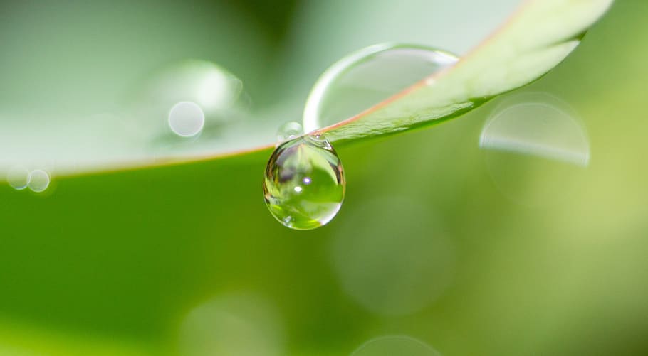 gota de agua, agua, goteo, lluvia, soltar, planta, color verde, primer plano, belleza en la naturaleza, naturaleza
