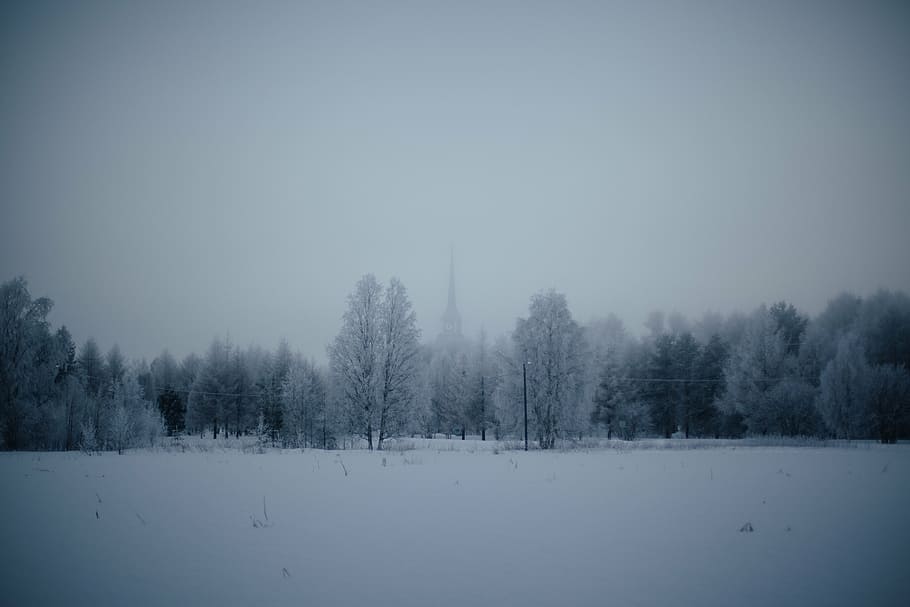trees, coated, snow, winter, time, nature, landscape, forests, blanket, fog